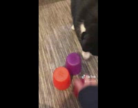 Collab Clips mpugc - Cat colorful cups treat trick