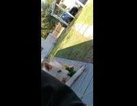 Dog try to chew foot of duck plushy