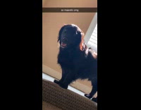 Collab DailyDoseOfInternet - Black retriever mix dog on stairs landing 