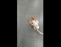 Cat nursing 3 kittens