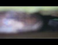 Wild snake inside the small space of the gate