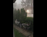 Strong typhoon wind weather make shrubs sway 