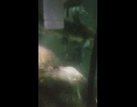 Turtle bites silver fish tail aquarium tank 