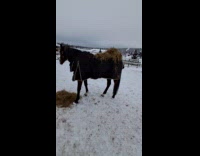 Horse with coat and hay behind it