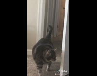 Fat cat missing eye looks at owner