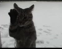 Brown grey cat scratches glass door snow 