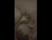 Adorable kitten with chubby belly grooms itself