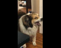 Collab BitchMP - Dog standing at door wants to go outside