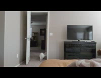 White cat play fetch string bed tv