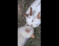 Pair of White Rabbits Check Out Cat