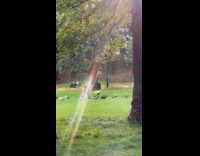 Woman with dogs followed by birds at park