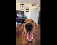 Woman tells dog to speak