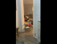 Collab BitchMP - Little girl screaming playing with dog on couch
