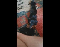 Pet dog approaches and lie down on the legs of owner