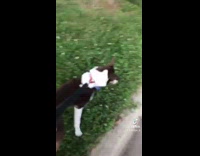 Collab BitchMP - Dog on leash finds random cat on road starts to fight 
