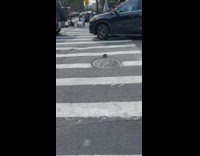 Rat tries to go across cross walk