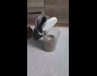 Pet guinea pig opens the lid of their food