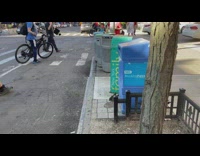 Duck and ducklings walk on sidewalk 
