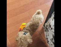 Bird sits on brown dog walking around 