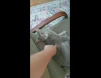 Gray cat poked and wakes with a growl on the chair