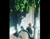 Cat reaching dogs face through fence hole