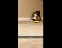 Cat sits with legs in air and spazzes out