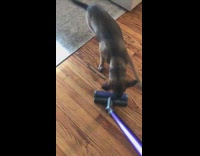 Brown dog bites and chases purple dyson vaccum in living room