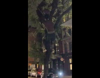 People eating pizza watch guy climb tree pt. 2