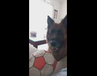 Dog wants to play with plush soccer ball