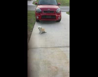 Small white dog sits scratch itchy butt