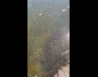 Thousands of black tadpoles in pond water