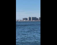 Pod of dolphins spotted swimming in sync