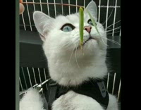 White cat green eyes black harness plant