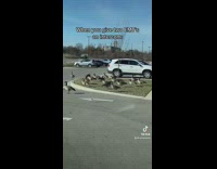 Guy uses microphone to tell geese to move ambulance 