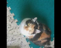 Black white brown cat jumps green mat 