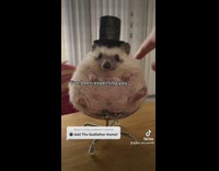 Porcupine turns around in chair 