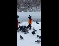 Pigeon sits on little boy at park 