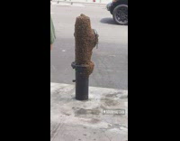 Fire hydrant in manhattan covered in bees 