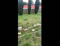 Guy cat play fetch blue clothespin backyard 