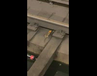 2 rats fight over chicken 