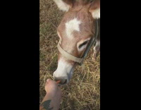 brown mini horse eating carrot from persons hand