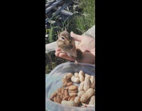 Chipmunk on hand eat peanuts from container