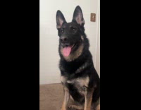 Toddler copies dog breathing