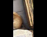 Orange cat laying down ignores rat bodega 