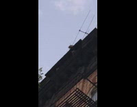 Three raccoons on roof rooftop look down 