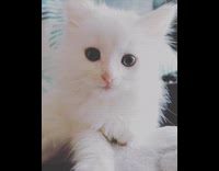 Small white kitten cat green leaf pillow 