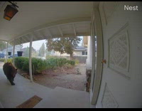 Large bear try to push door CCTV