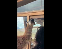 Llama staring at woman dining at restaurant