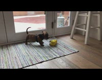 Puppy dachshund play fights with giraffe toy on multicolor rug
