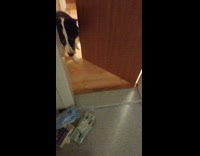 Dog whines outside bathroom waits for owner